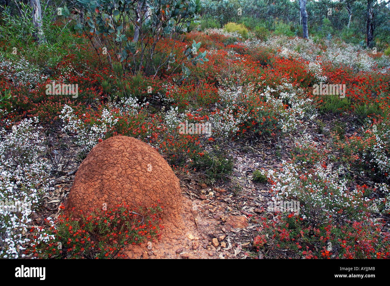 Termite mound amongst spring wildflowers including Gastrolobium spp Mt Magog Stirling Range National Park Western Australia Stock Photo