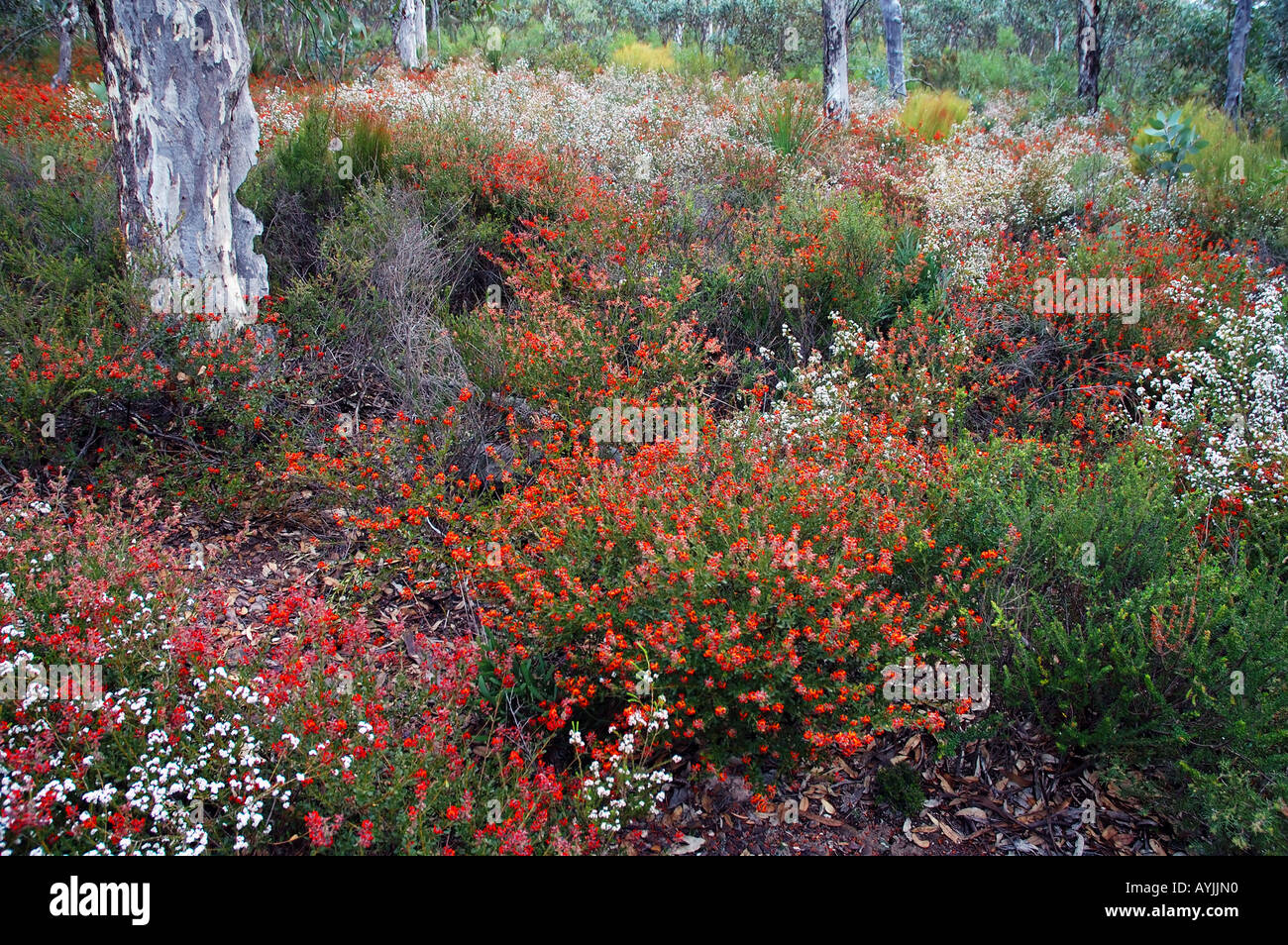Spring wildflowers including Gastrolobium spp Mt Magog Stirling Range National Park Western Australia Stock Photo
