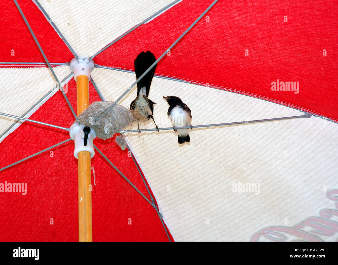 Willy wagtails Rhipidura leucophrys with nest under red and white umbrella Western Australia Stock Photo