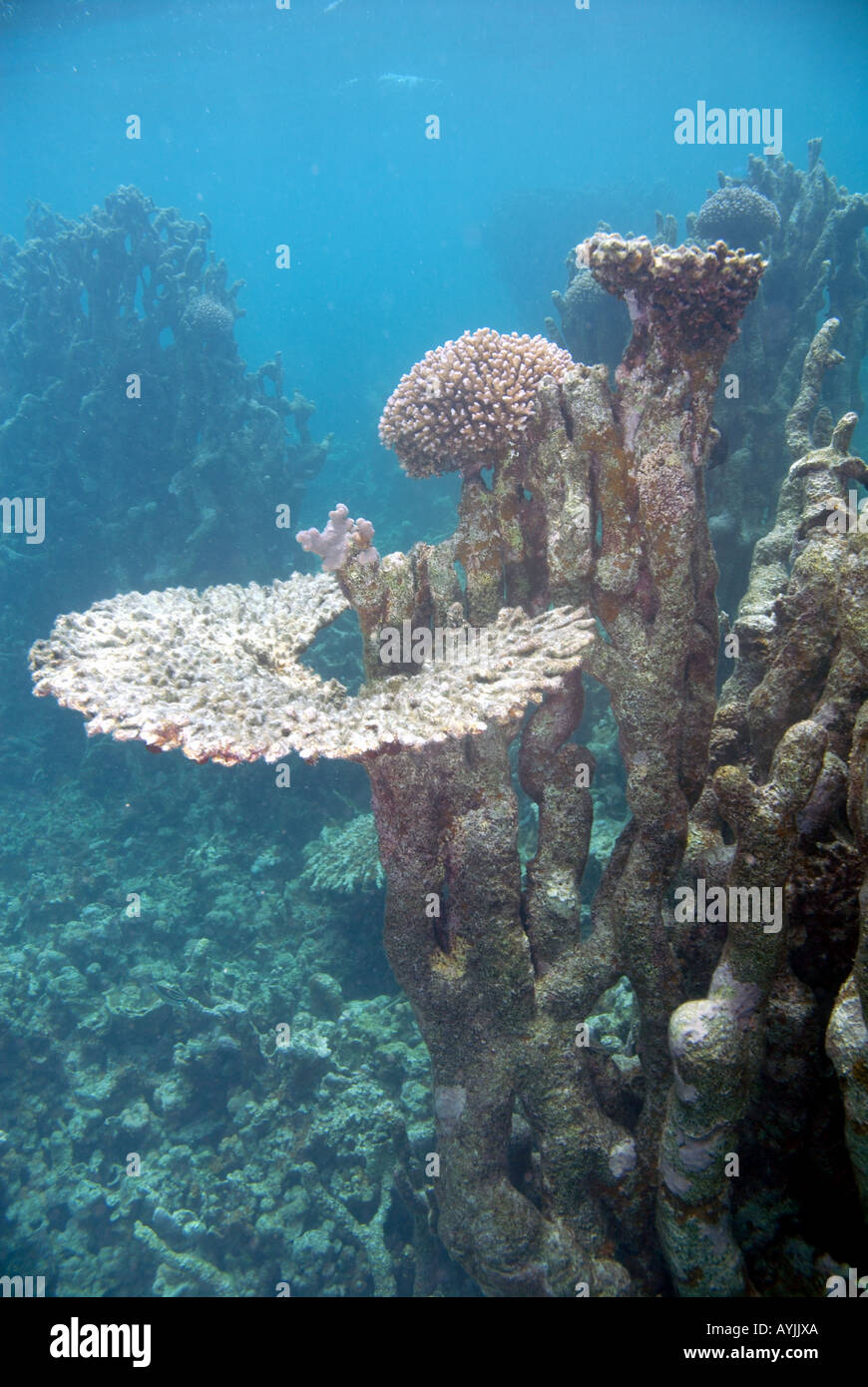 Coral reef struggling to recover from environmental disturbances Bill's Bay Ningaloo Marine Park Western Australia Stock Photo