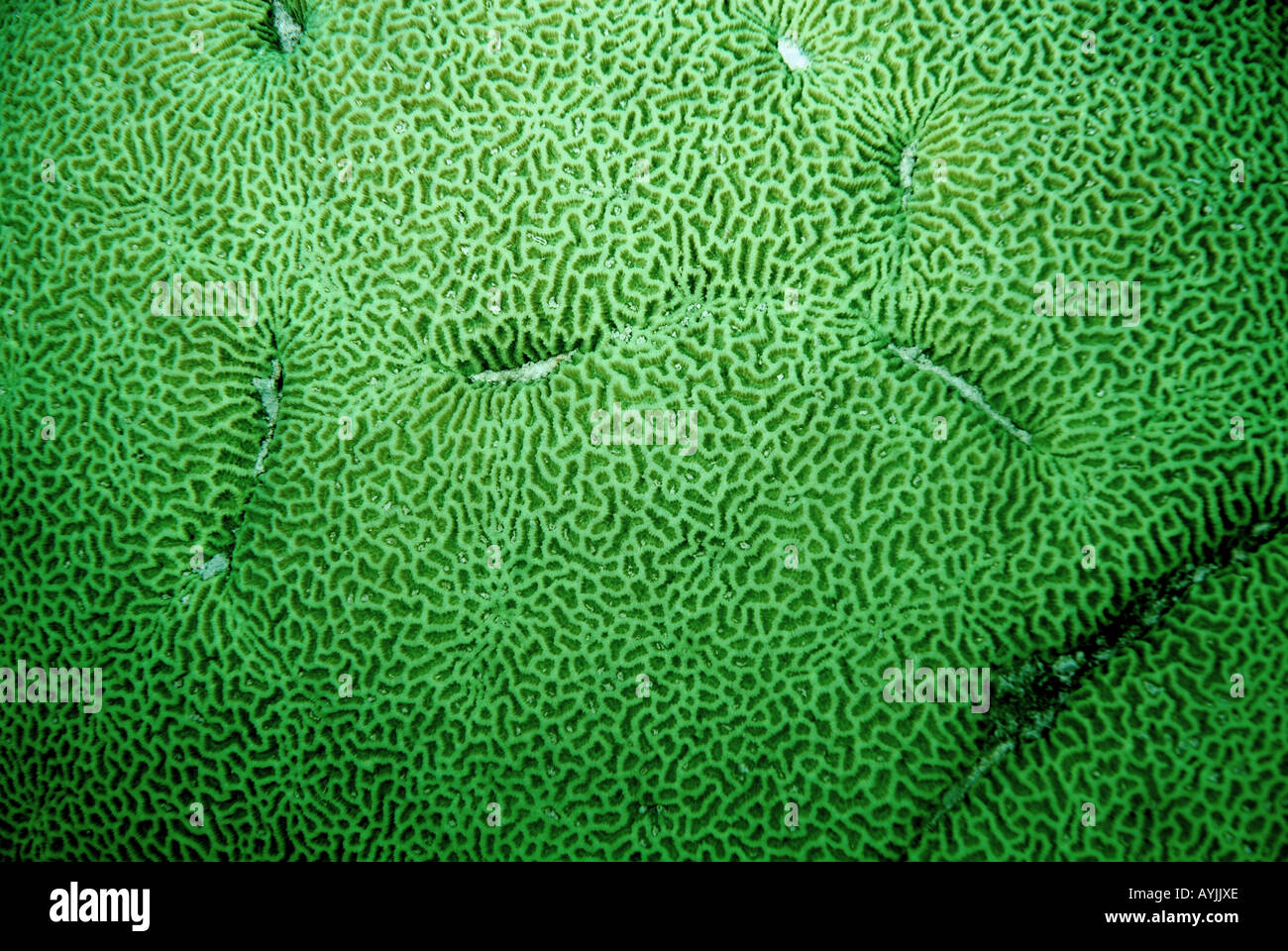 Detail of green live coral colony Coral Bay Ningaloo Marine Park Western Australia Stock Photo