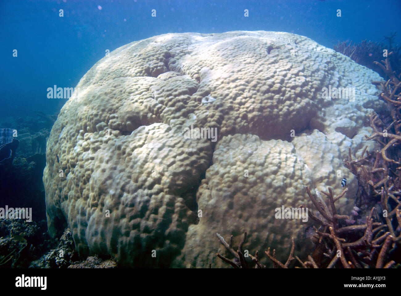 Massive Porites lobata bommie amongst other corals Coral Bay Ningaloo Marine Park Western Australia Stock Photo