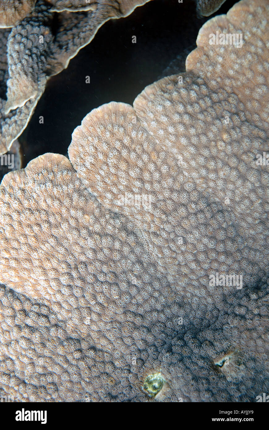Detail of foliose hard coral Pavona sp Ningaloo Reef Marine Park Western Australia Stock Photo