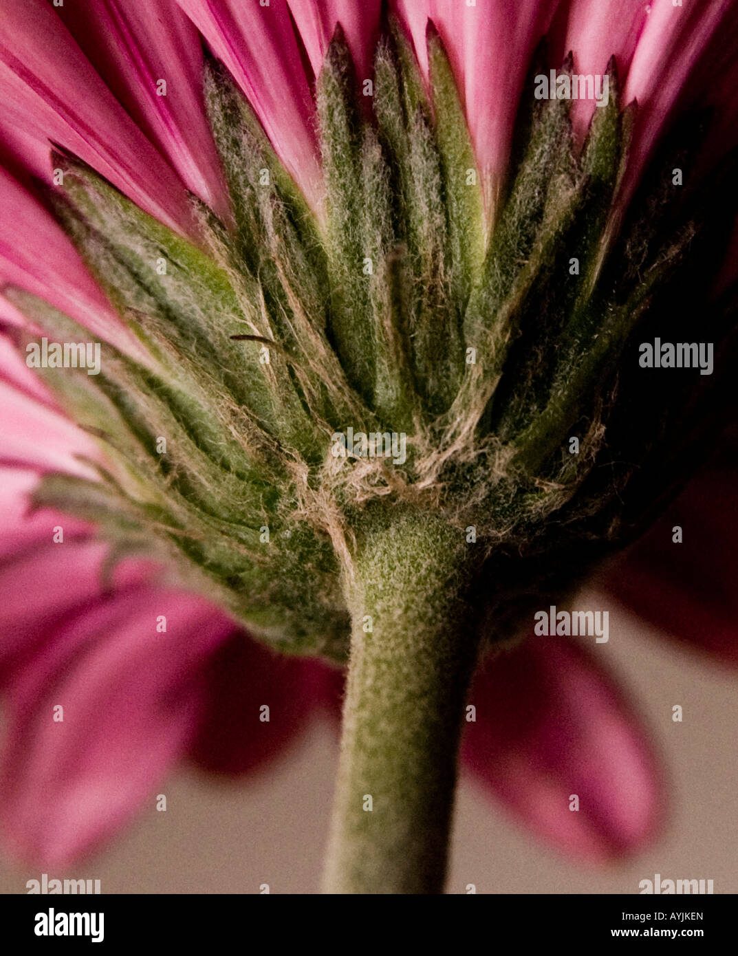 Flower stem with leaves hi-res stock photography and images - Alamy