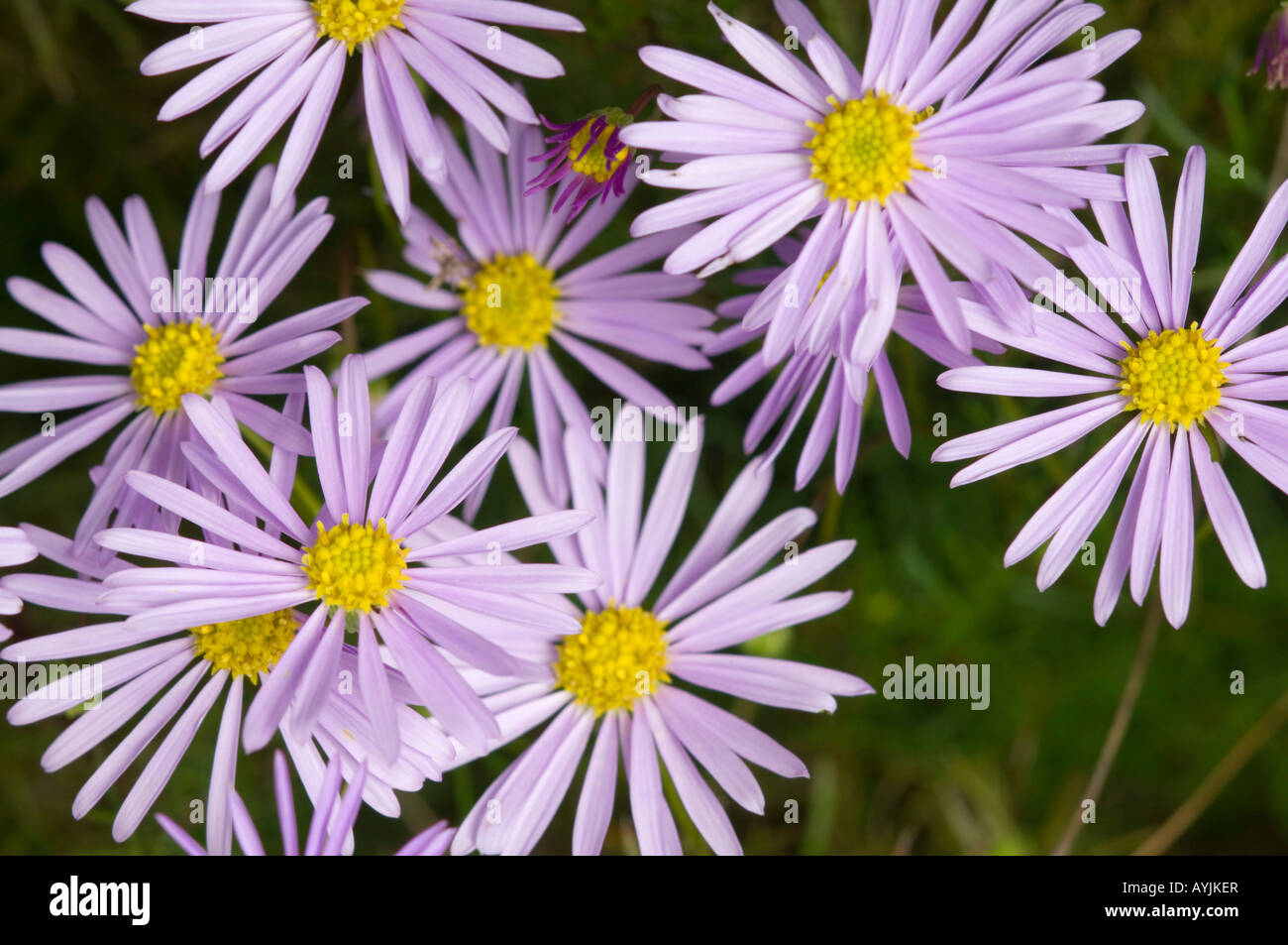 Cut-leaf daisy flowers, native flora, Wimmera, Victoria, Australia Stock  Photo - Alamy