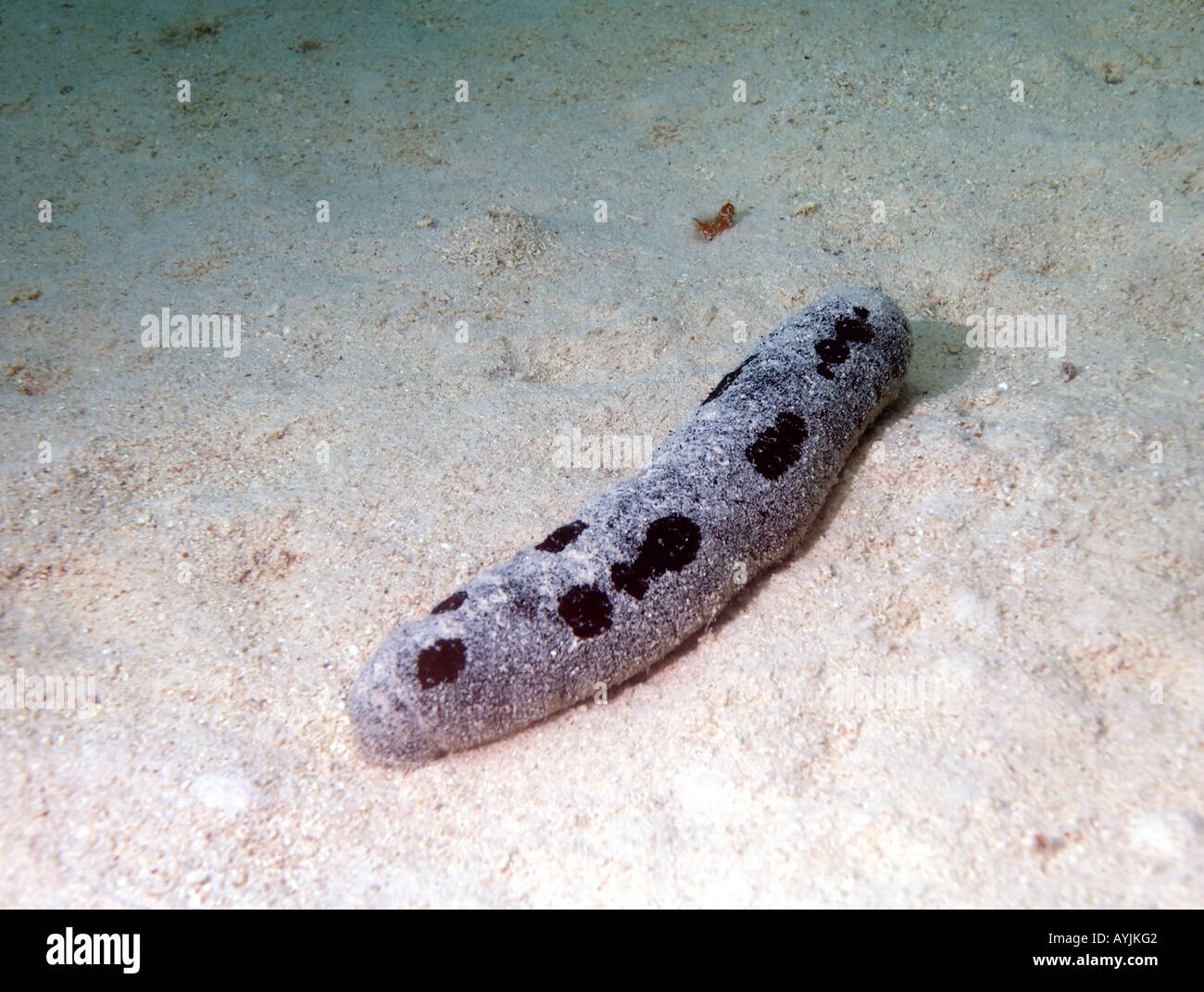 Sea cucumber Holothuria nobilis Stock Photo