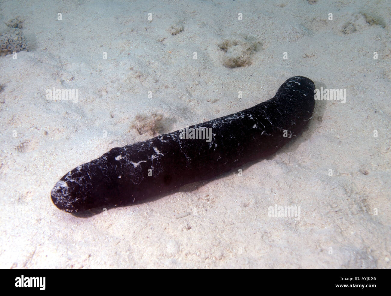 Sea cucumber Holothuria sp Stock Photo