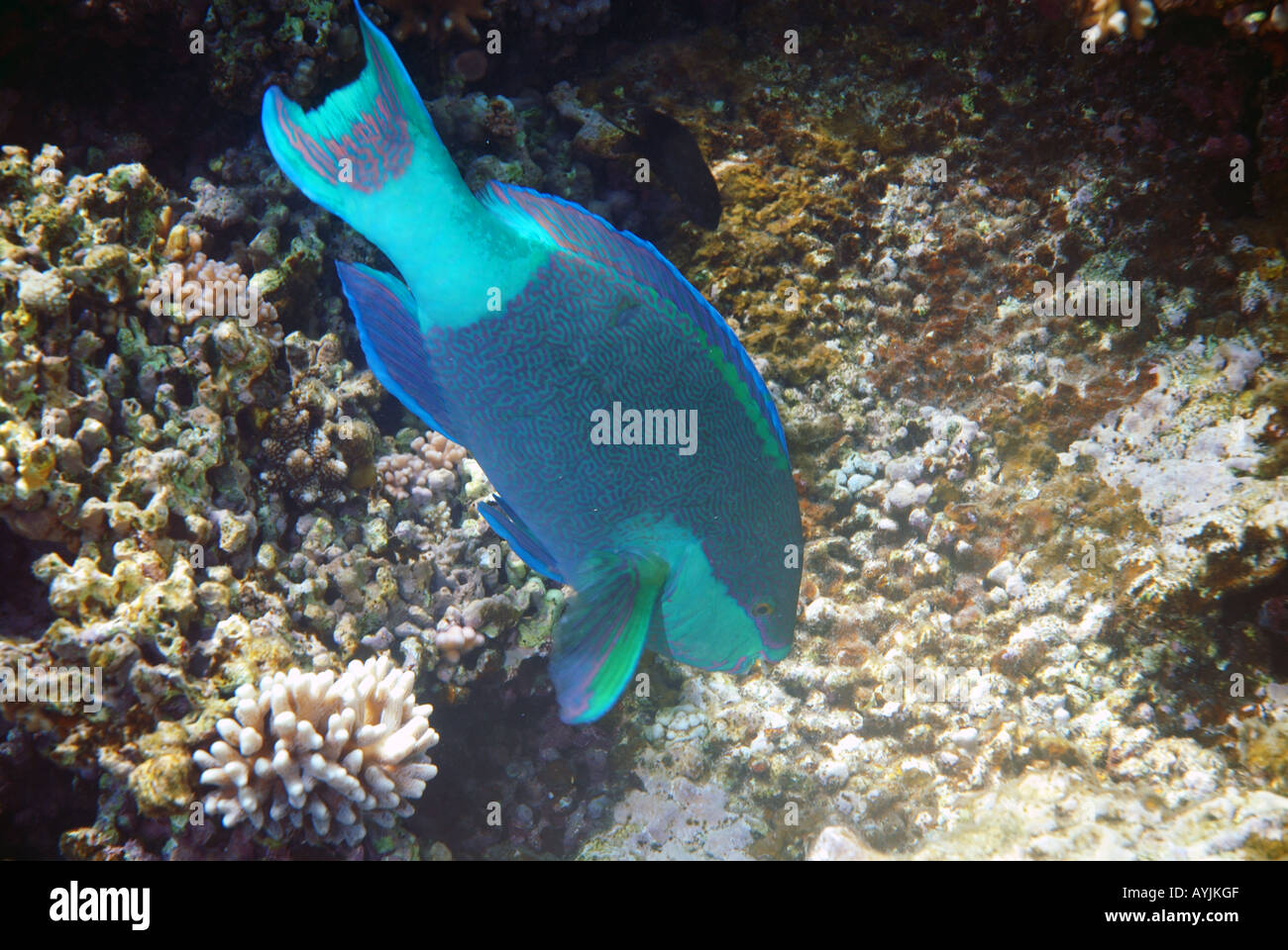 Male bridled parrotfish Scarus frenatus Stock Photo