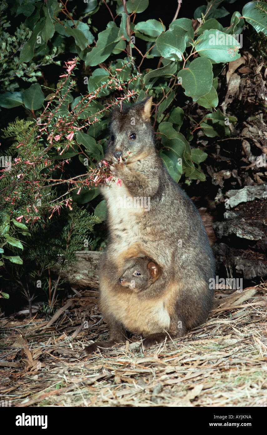 Tasmanian Pademelon Thylogale billardierii Female and joey in pouch Photographed in Tasmania Australia Stock Photo