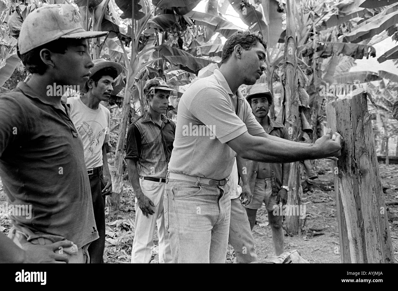 b/w of an expert from the Ministry of Agriculture with local farmers inspecting diseased banana trees. Honduras, Central America Stock Photo