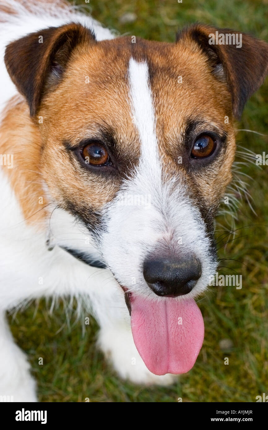 head portrait of Jack Russell Terrier, looking up Stock Photo - Alamy