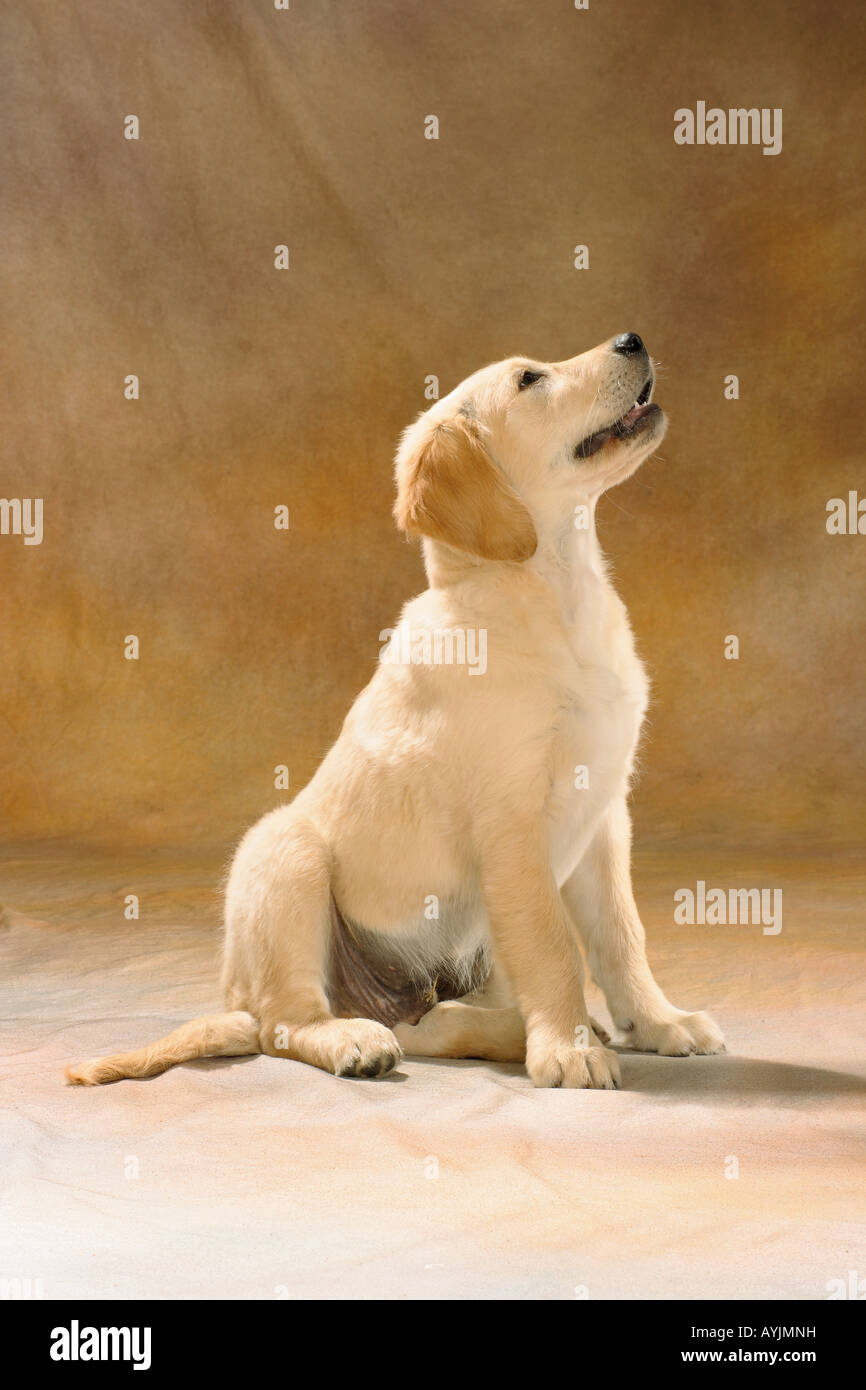 young Golden Retriever - sitting Stock Photo - Alamy