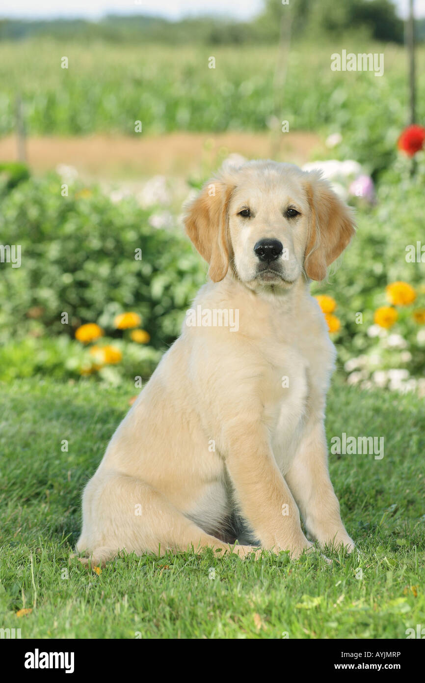 young Golden Retriever - sitting in the garden Stock Photo - Alamy