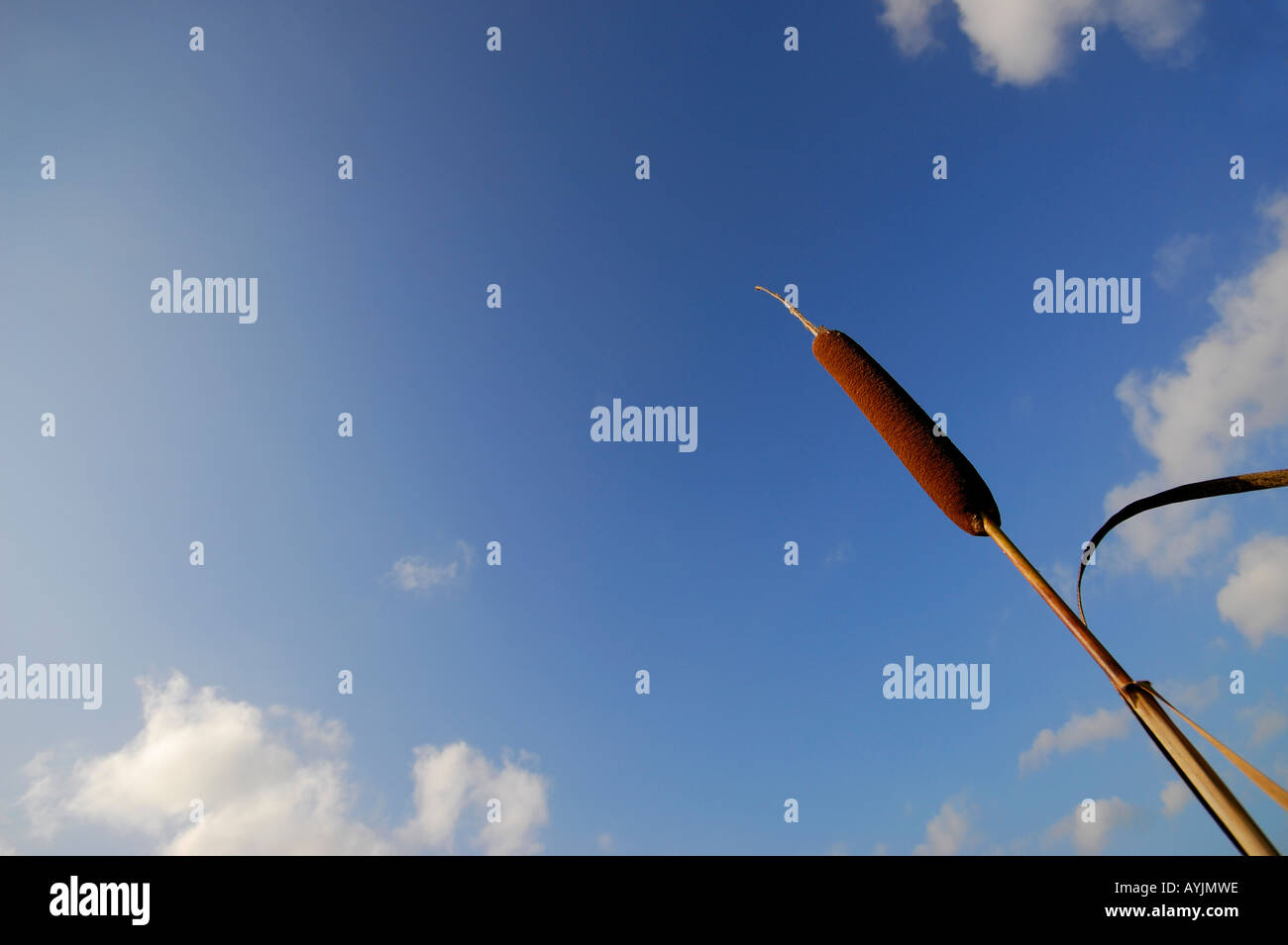 bulrush and blue sky Stock Photo