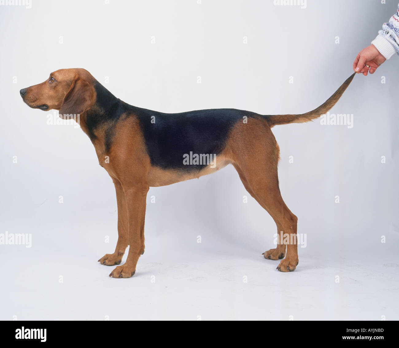 Hound dog breeds hi-res stock photography and images - Alamy