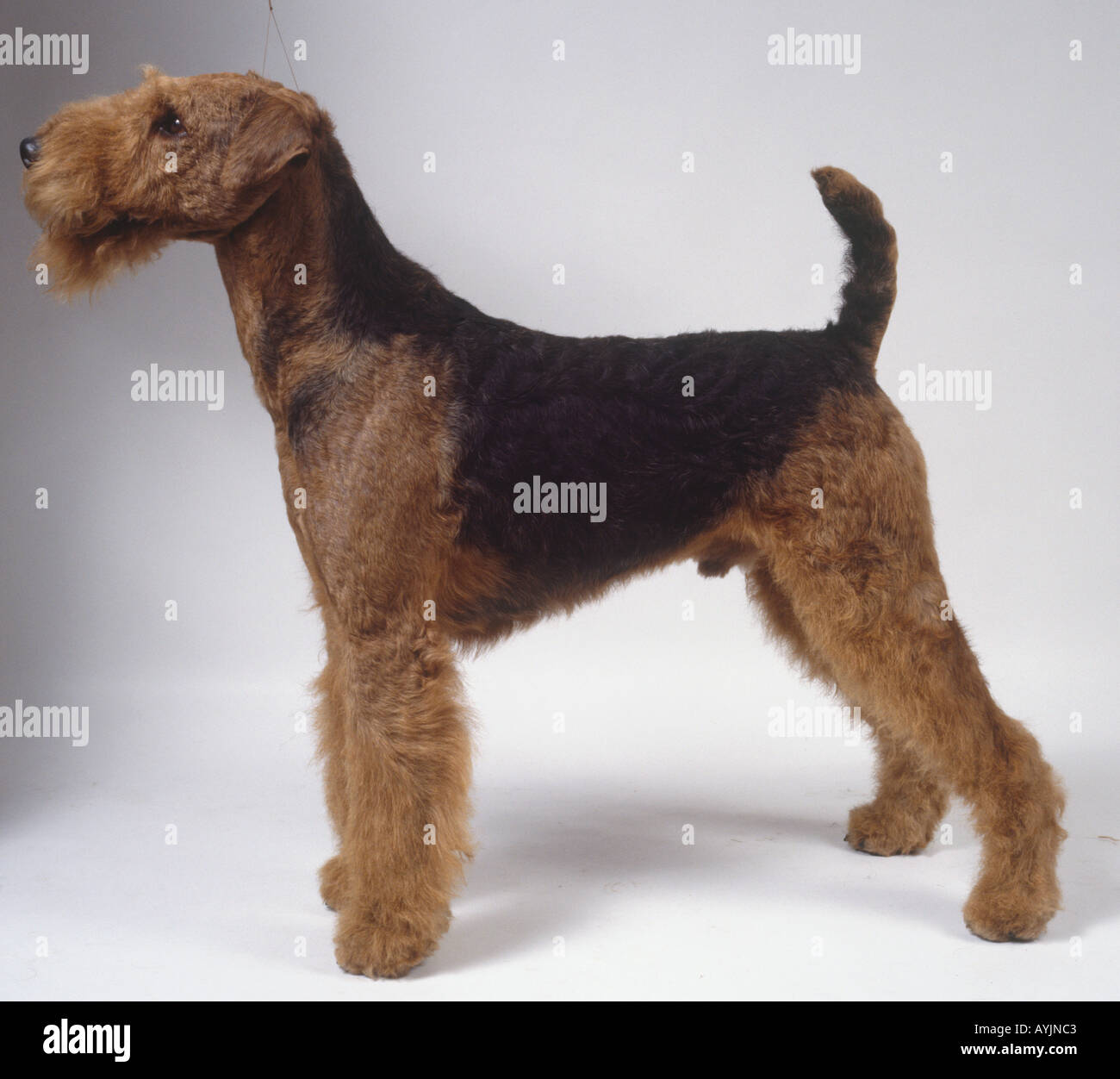 Iredale terrier dog on all fours, side  on. Stock Photo