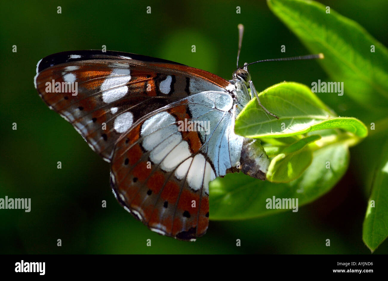 Schmetterling Braun Weiss