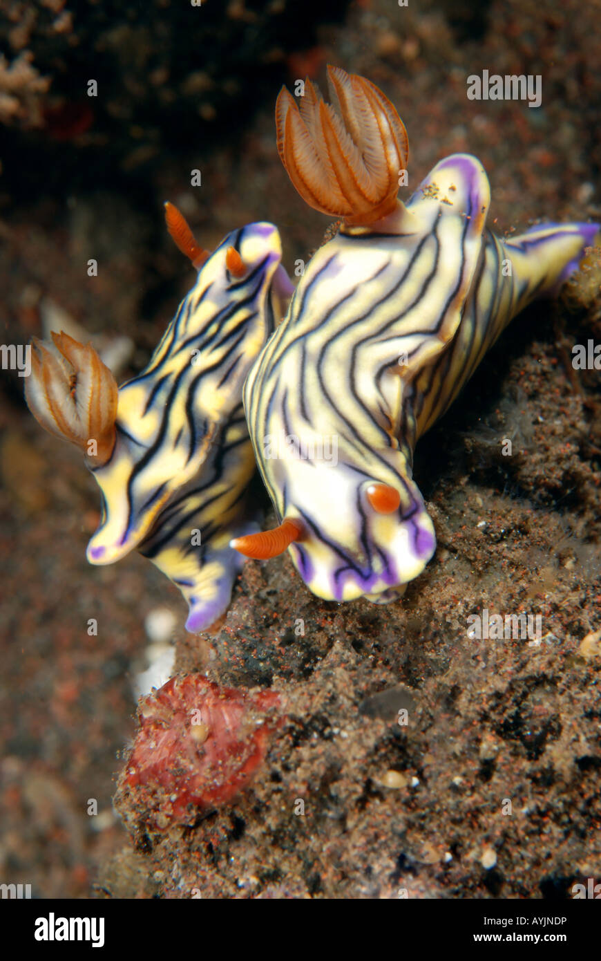 Nudibranch, Hypselodoris-zephyra, Bali, Indonesia. Stock Photo