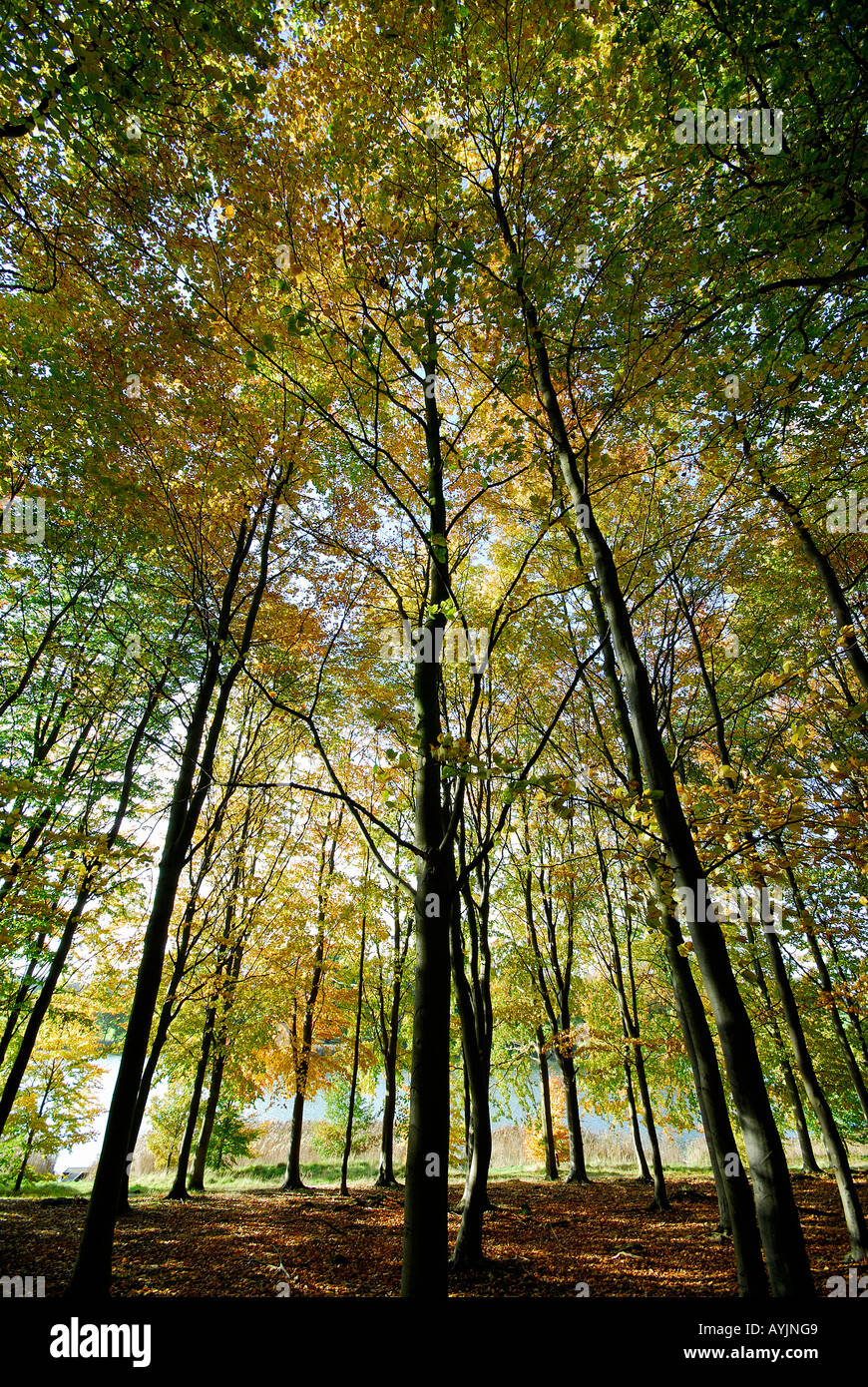 autumn woodland, norfolk, england Stock Photo