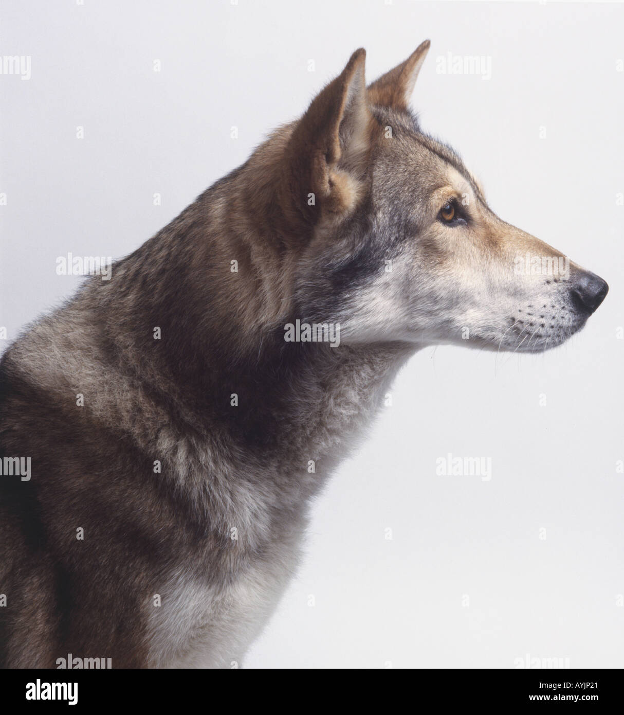 Head of saarloos wolfhound Stock Photo