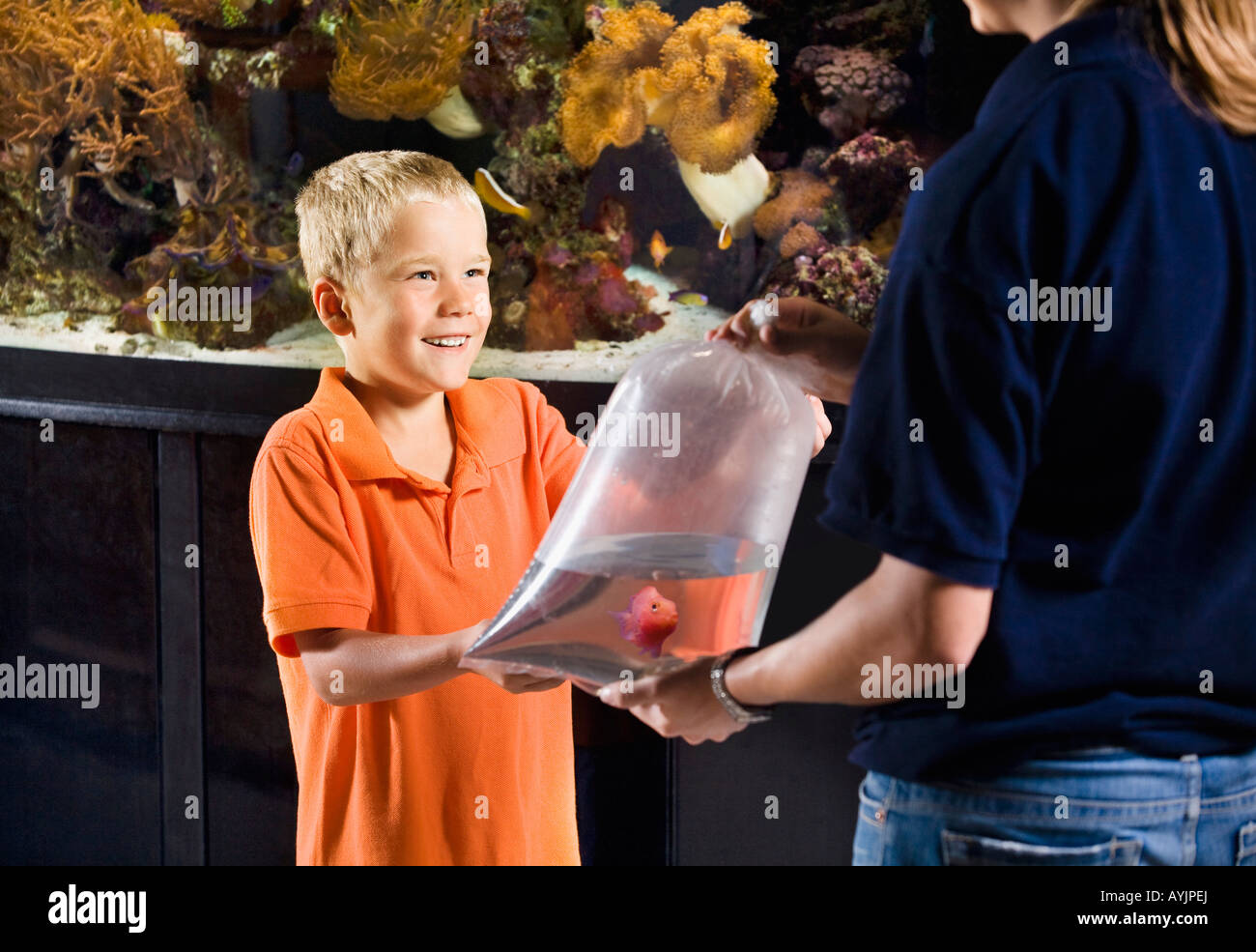 Pet store fish hires stock photography and images Alamy