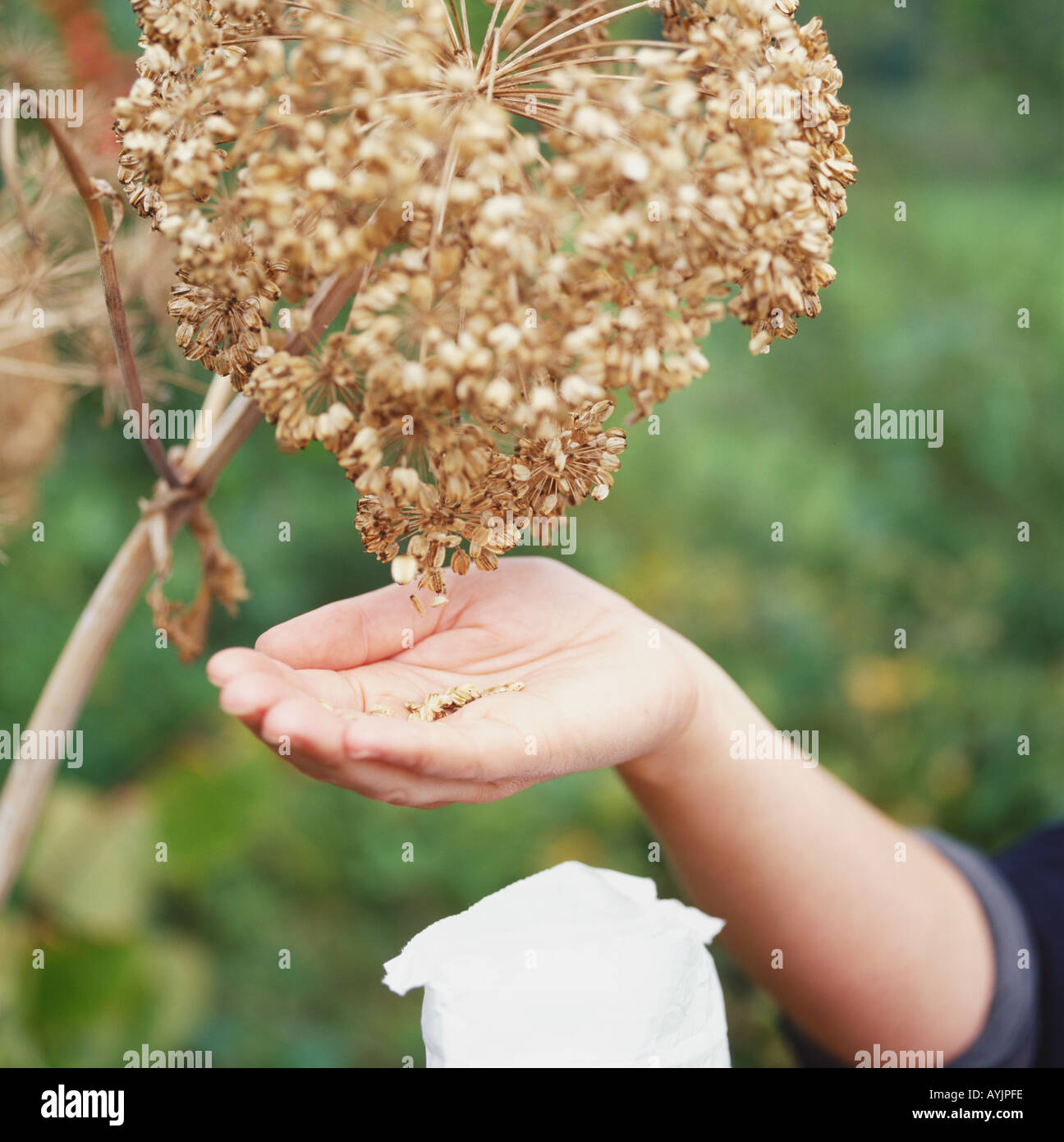Angelica seeds in palm of hand below dried flower cluster Stock Photo