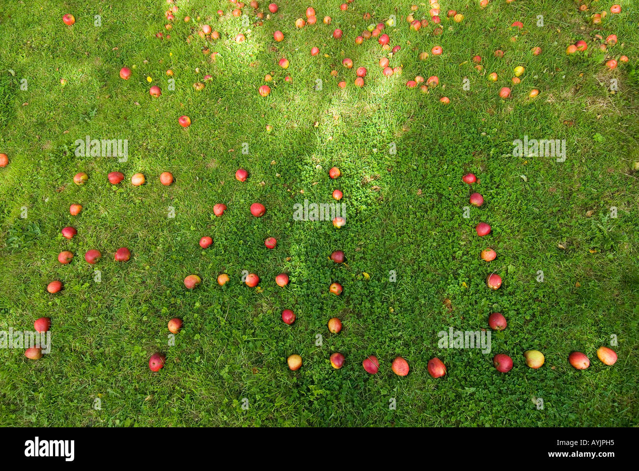 red-apples-spelling-out-the-word-fall-on-grass-devon-uk-stock-photo