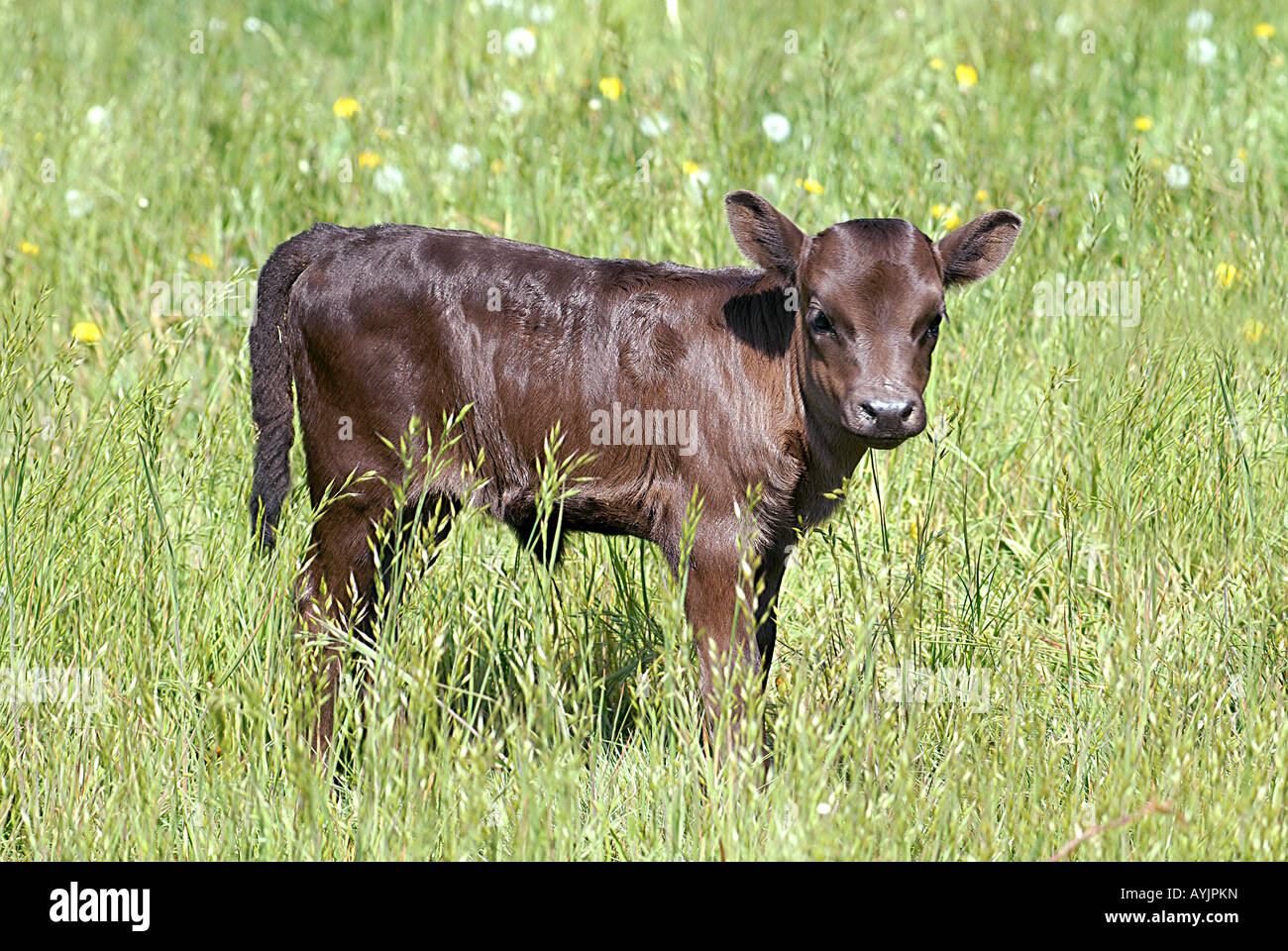 miniature cattle - calrf standing on meadow Stock Photo - Alamy