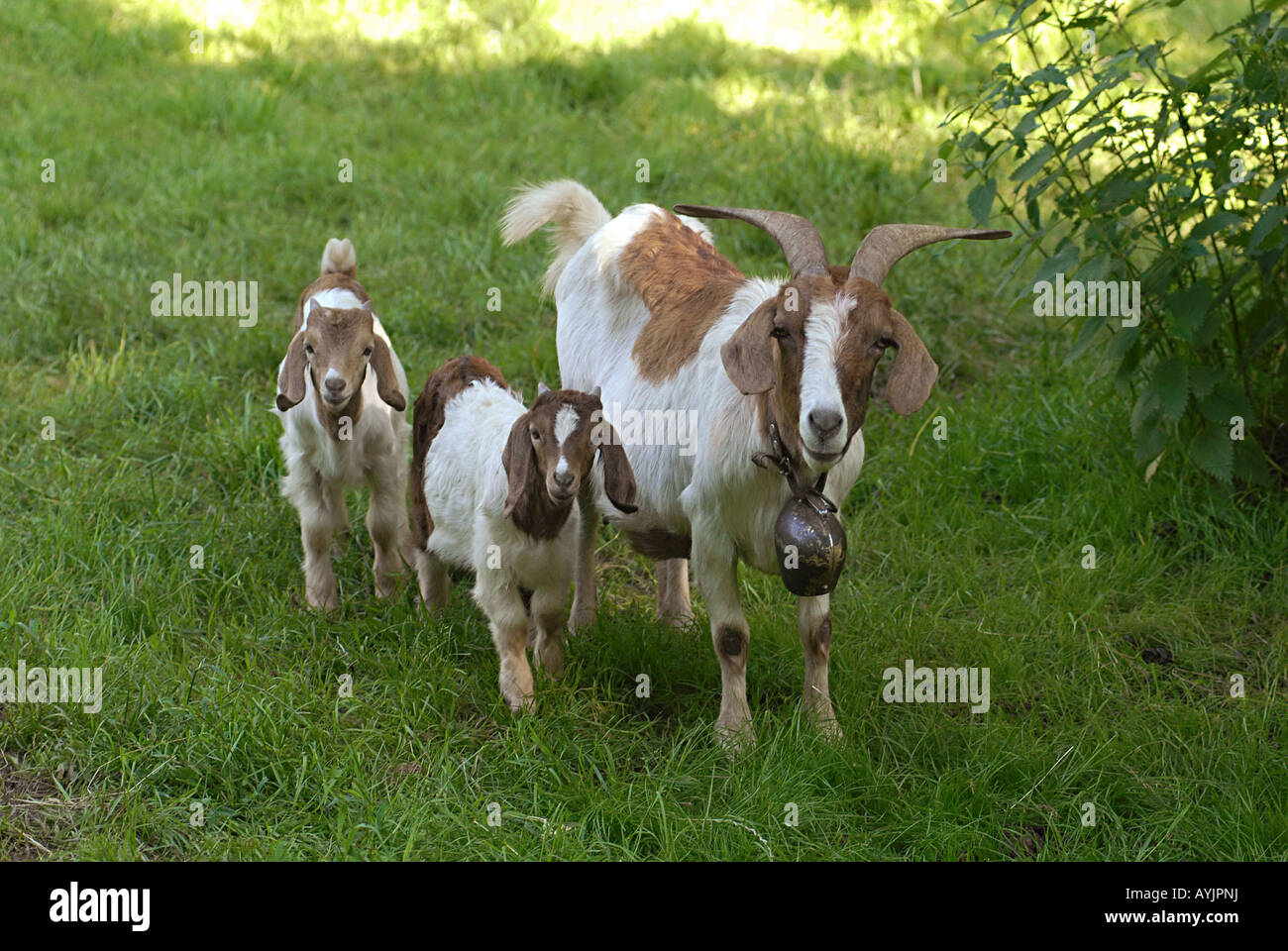 Boer goat with two cubs Stock Photo - Alamy