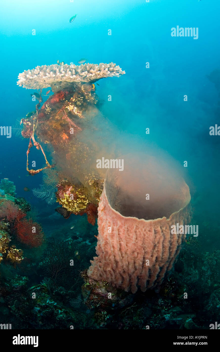 giant barrel sponge spawning Bali Tulamben Indonesia Stock Photo