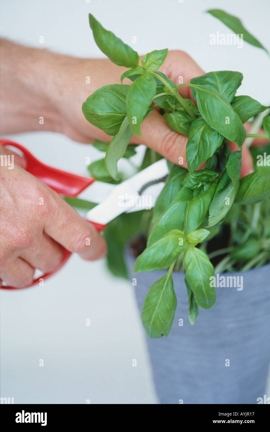 Using scissors to cut basil leaves from plant growing in pot Stock