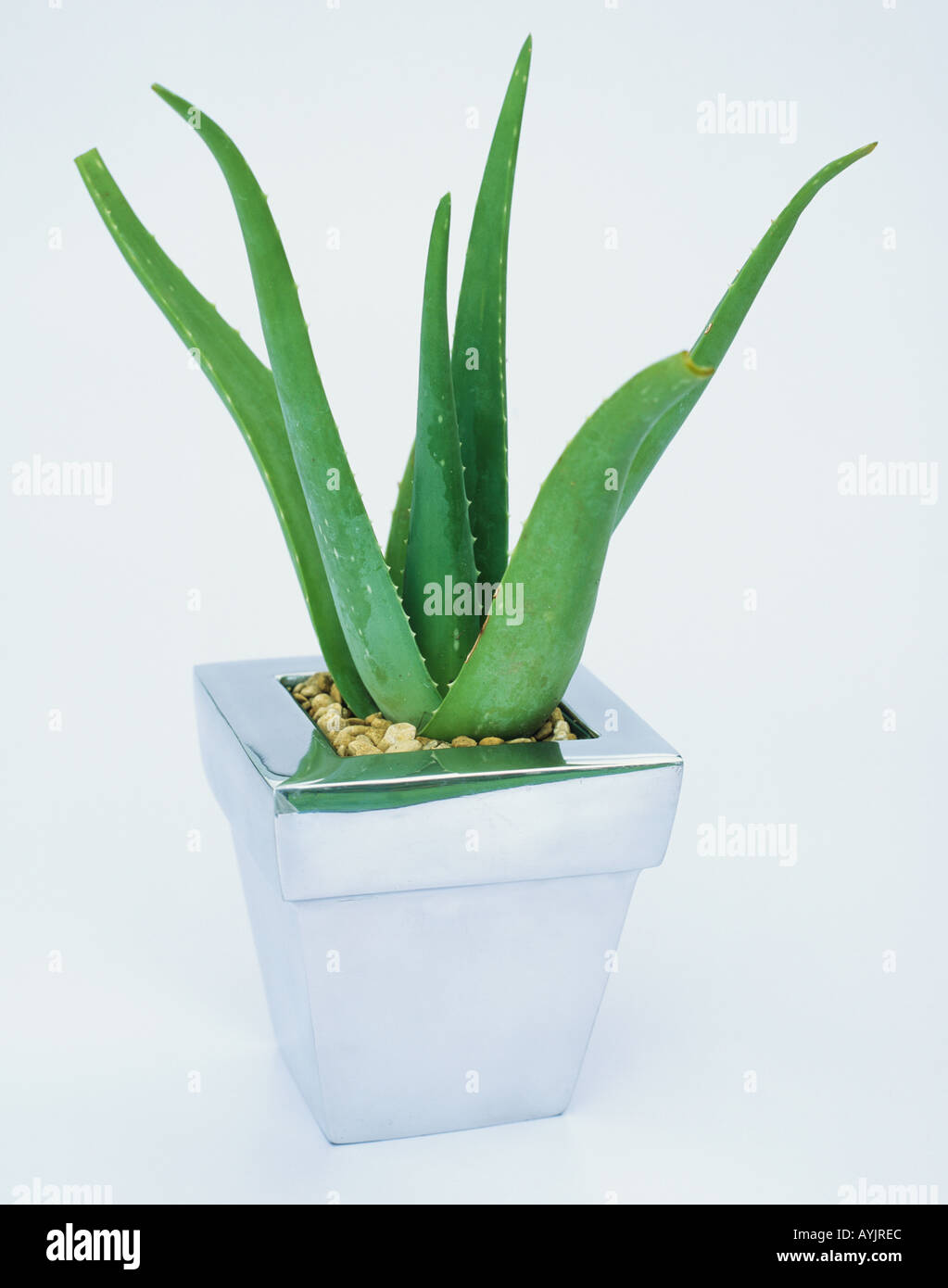 Aloe Vera Plant In Modern Pot Stock Photo Alamy   Aloe Vera Plant In Modern Pot AYJREC 