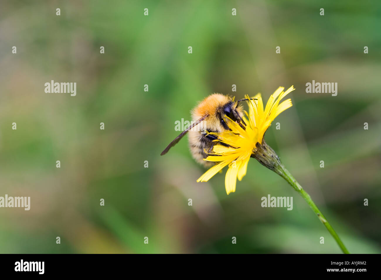 bumble bee on a dandelion gathering pollen Stock Photo