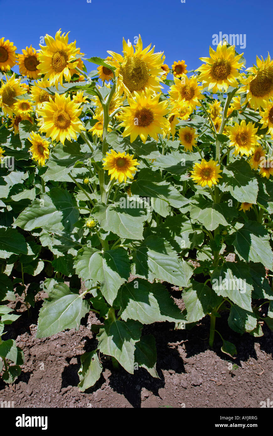 Sunflowers in a field under a bright blue sky Stock Photo - Alamy