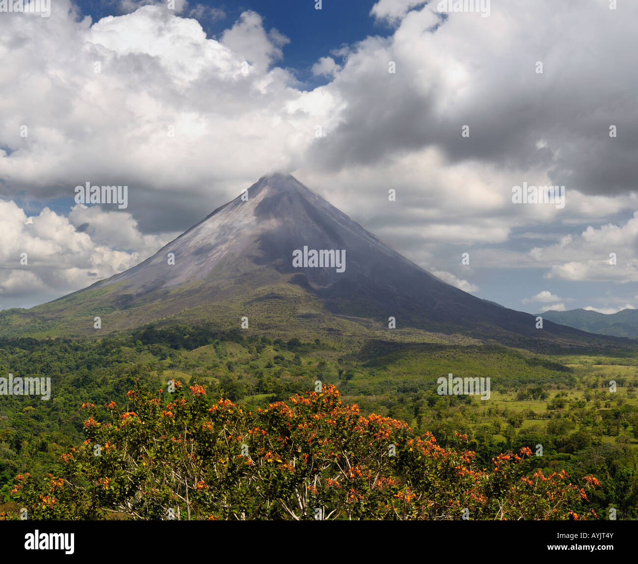 Smoking Arenal Volcano on San Carlos Plains in Costa Rica with orange Poro Tree flowers Stock Photo