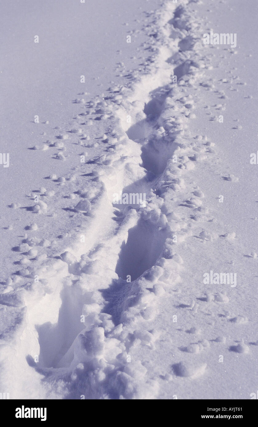 Spuren Im Schnee High Resolution Stock Photography and Images - Alamy