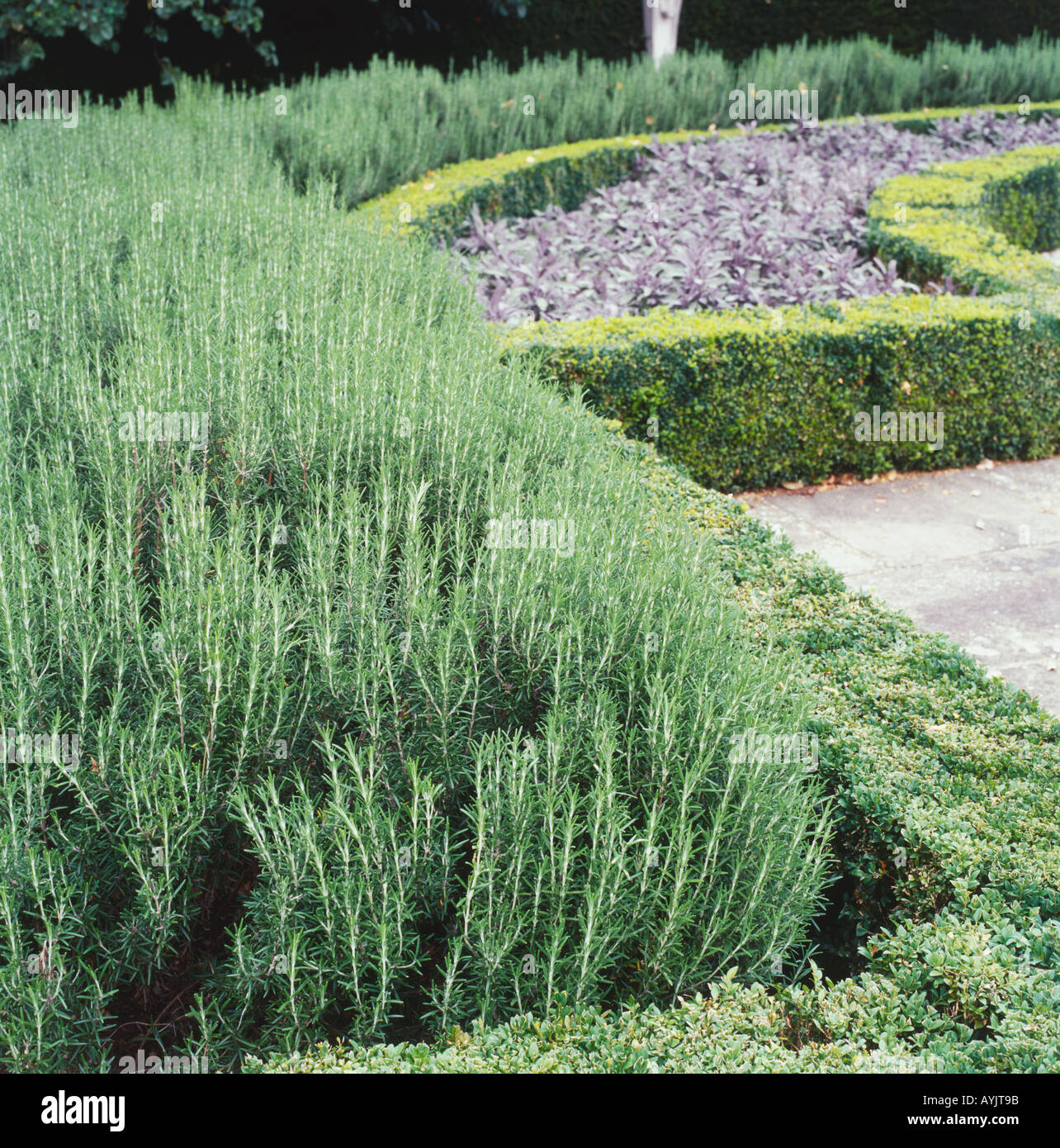 Formal knot garden with fragrant rosemary and clipped evergreen box