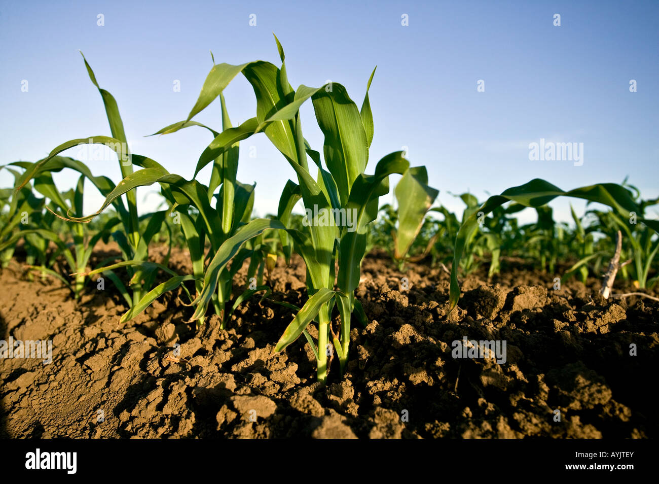 Corn plant hi-res stock photography and images - Alamy