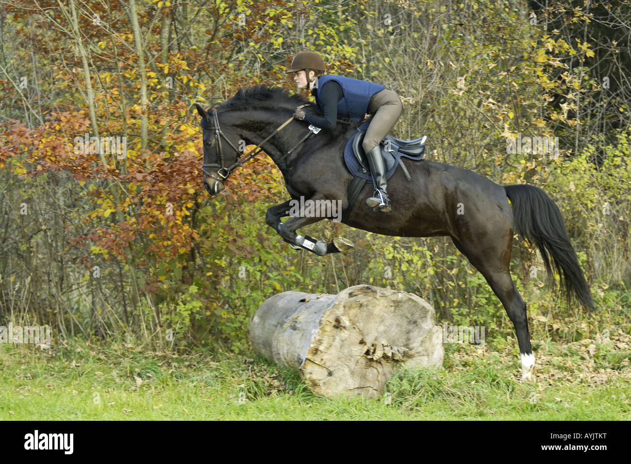 Young cross country rider jumping over a tree log Stock Photo Alamy