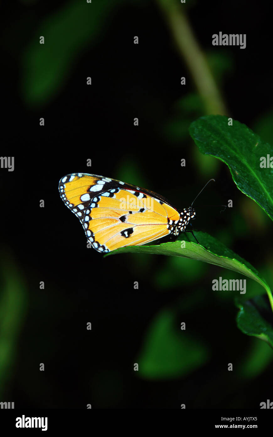 Danaus chrysippus Butterfly Israel October 2006 Stock Photo