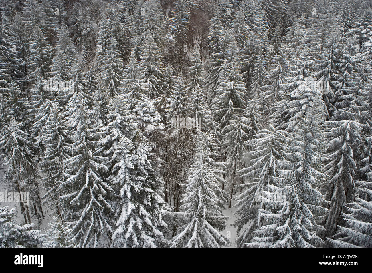 Austria Vorarlberg Bregenz view onto the snow covered Bregenz forest Stock Photo