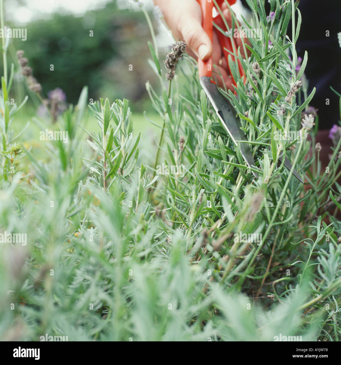 Close up of model using clippers to cut back herbs Stock Photo Alamy