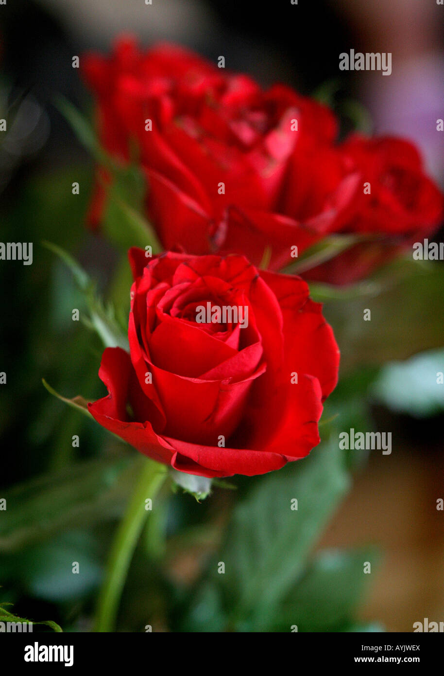 A bouquet of red roses Stock Photo