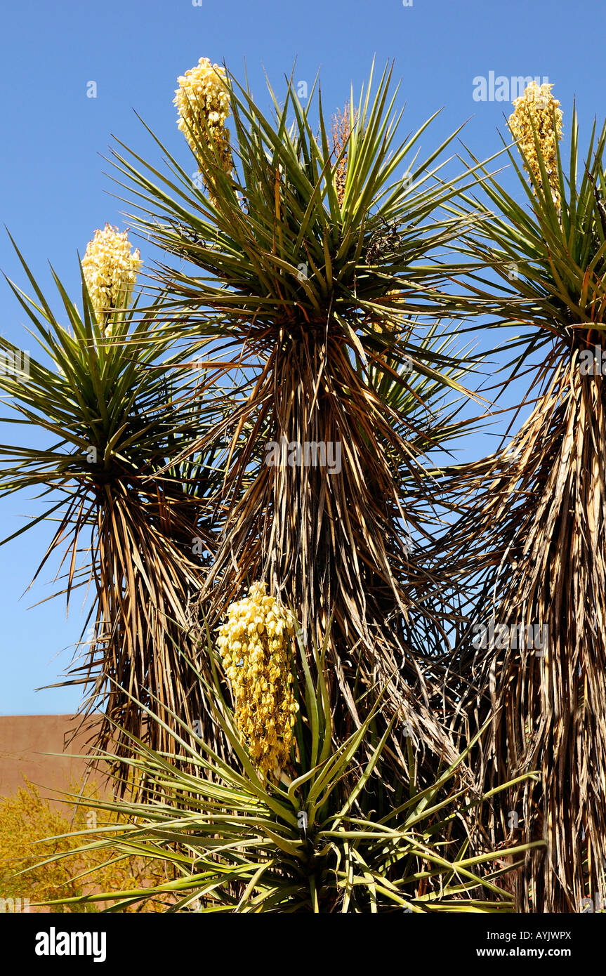Yucca Rigida Palmilla in Desert Botanical Garden-Sonora desert  outside Phoenix Arizona Southwest North America Stock Photo