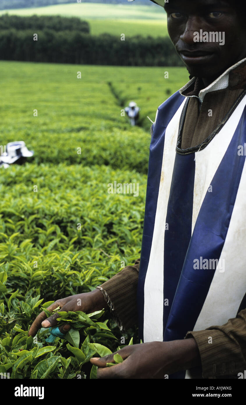 Kenya Africa Tea estate worker picking tea Stock Photo Alamy