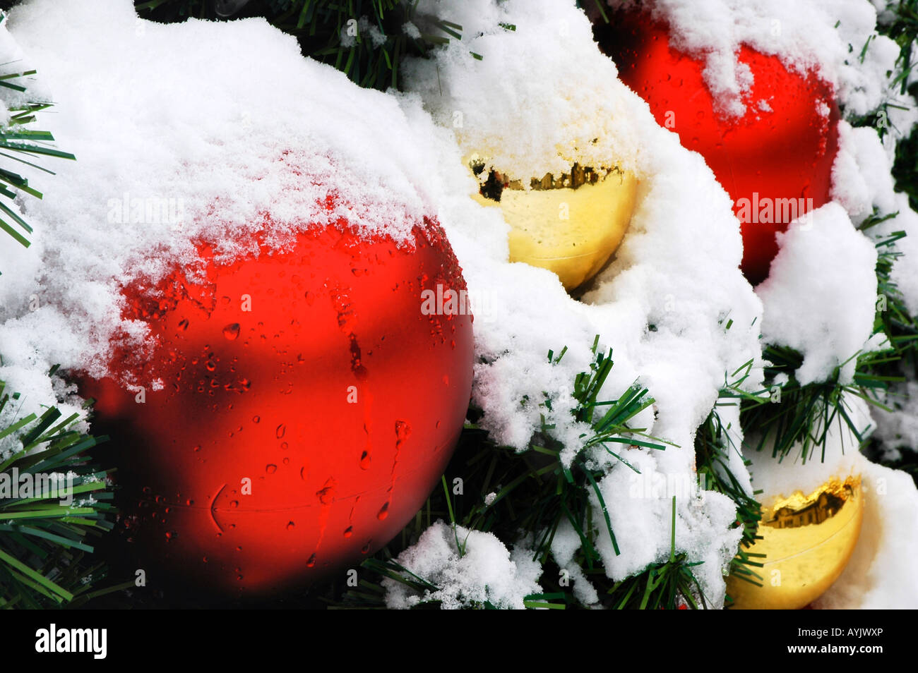 Closeup of ornaments on an outdoor Christmas tree Stock Photo - Alamy