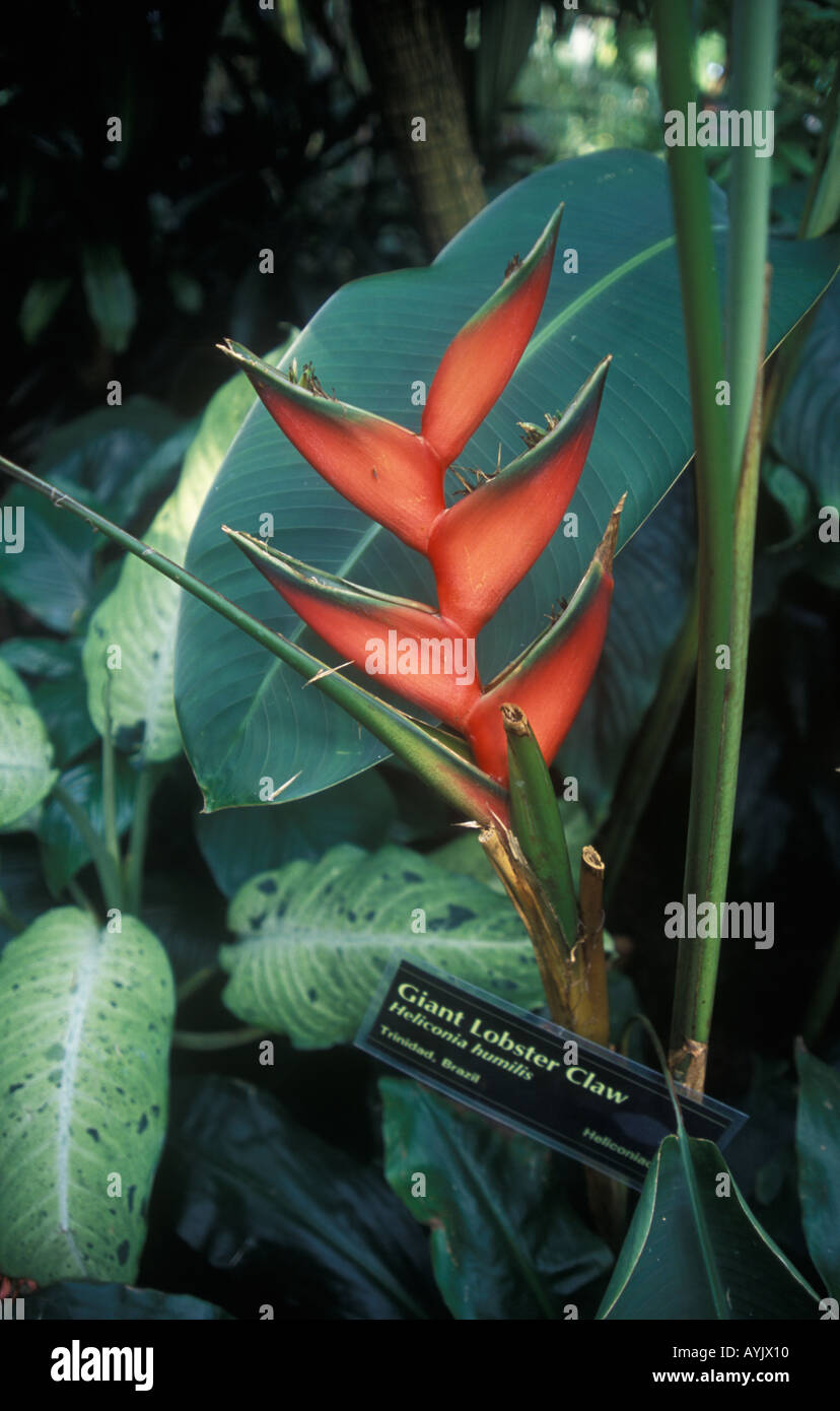 Giant Lobster Claw heliconia humilis Bloedel Floral Conservatory Queen