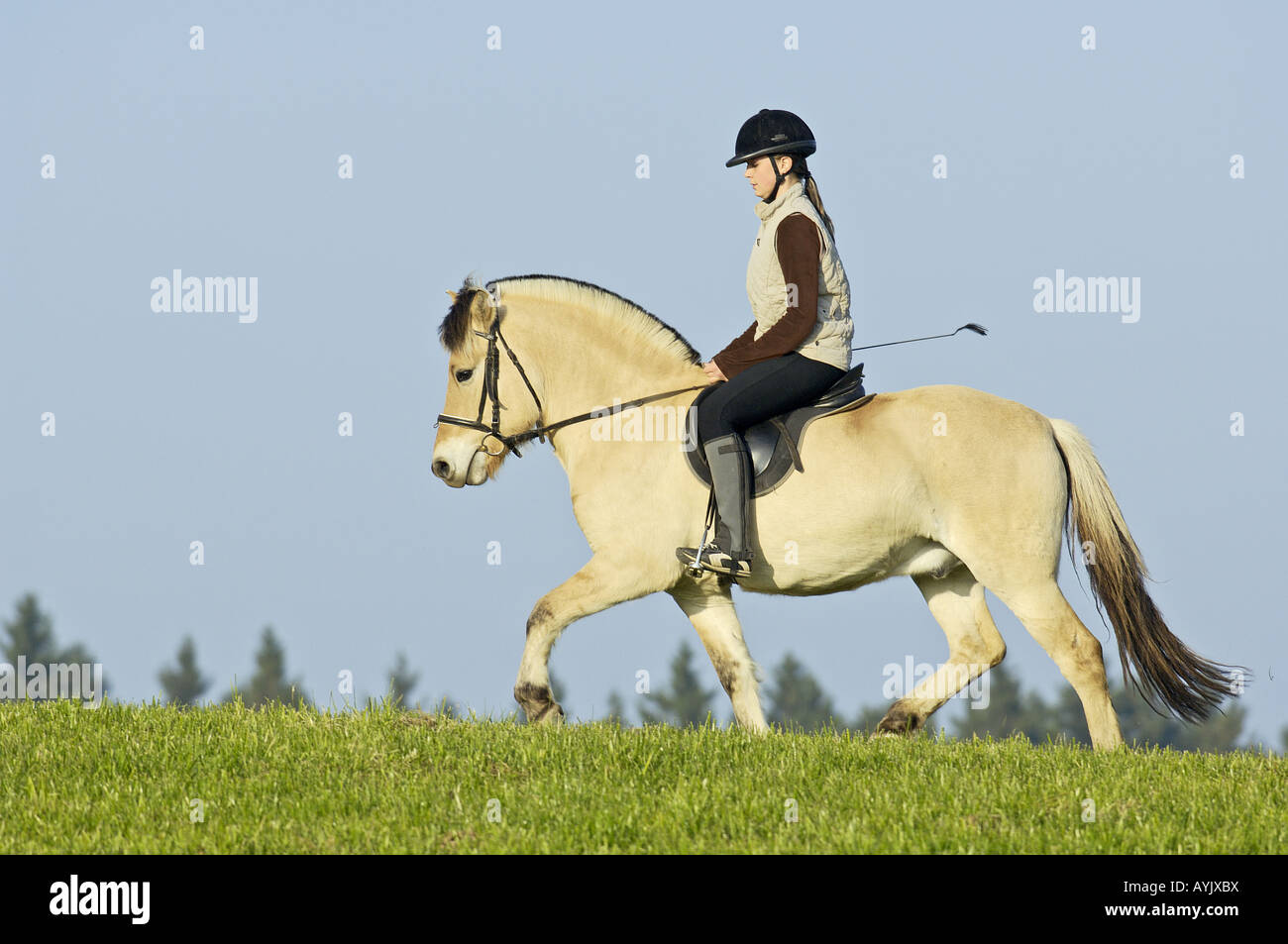 Girl riding on back of a Norwegian horse Stock Photo Alamy
