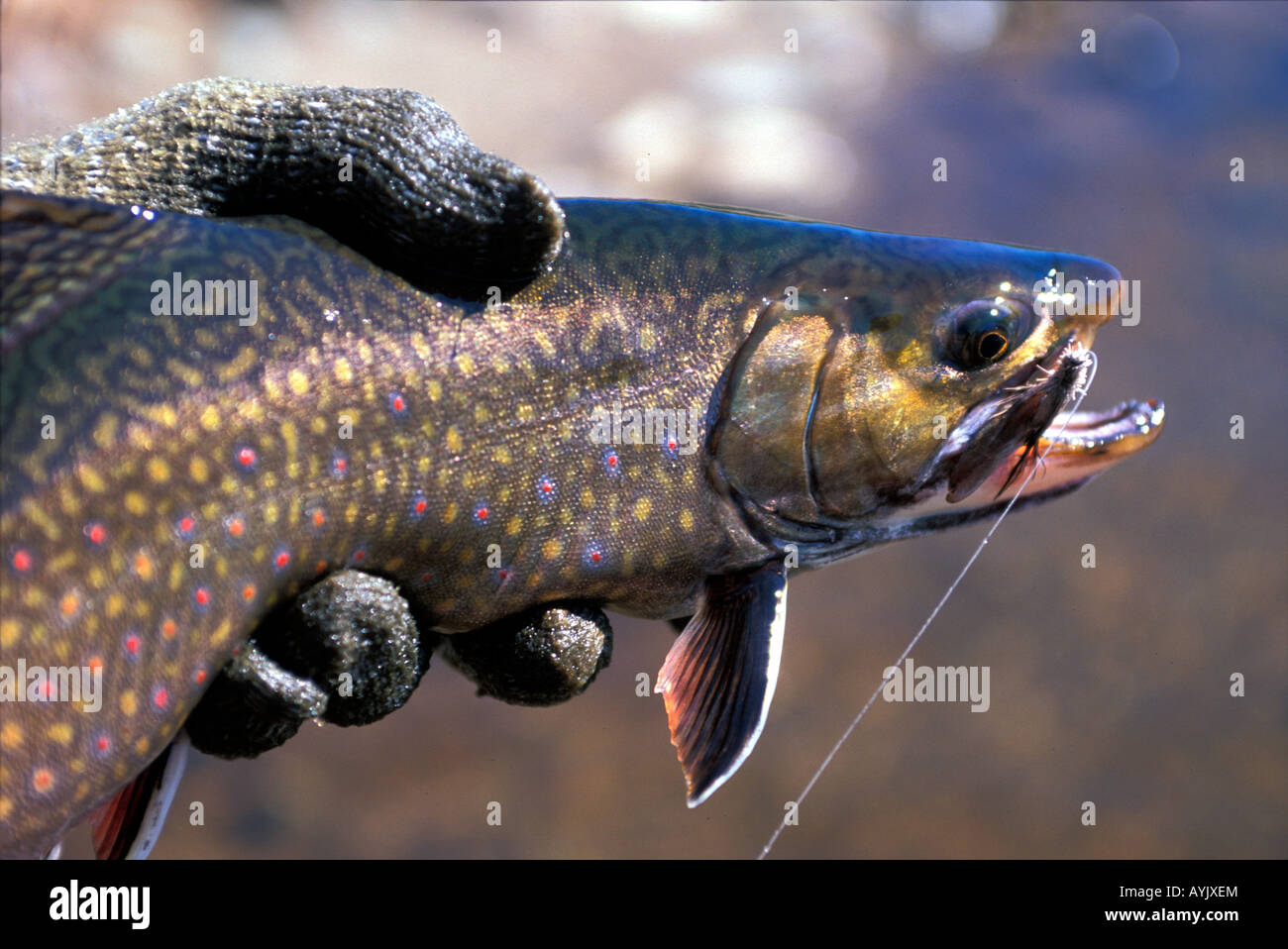 Minnow fish hand hi-res stock photography and images - Alamy
