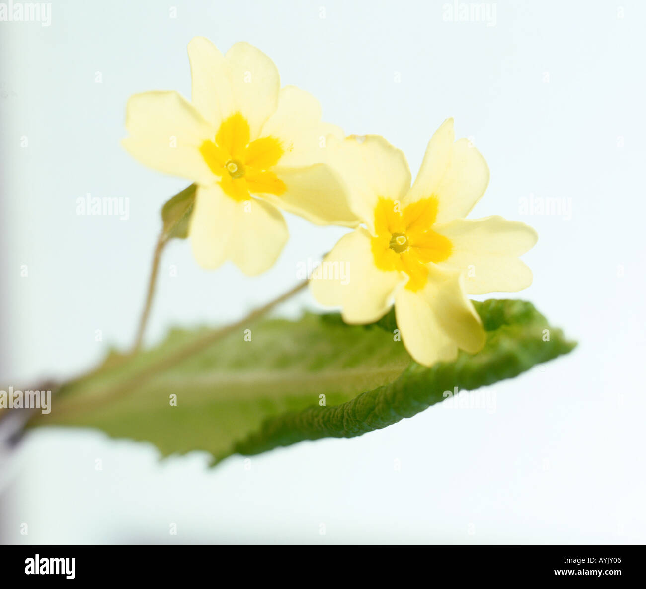 Primula vulgaris, primrose, first rose, focus on five notched, pale yellow, single flowers with deep yellow centres, Stock Photo